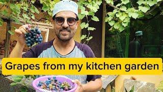 kitchen gardens fresh grapes jan rambo  sahiba rambo  kitchen garden