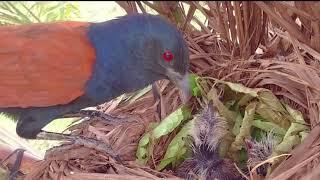 ANAK BURUNG PREDATOR RAKUS DAN KEJAM INI TAK PERNAH KENYANG