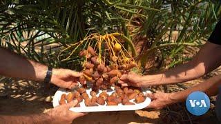 Israel Harvests Dates from 2000 Year Old Seeds