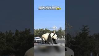 Fakta Panda Yang Jarang Orang Ketahui #shortsvideo #shortsfeed #faktaunik