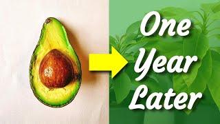 Growing Avocado Trees From Seed - 1 YEAR Timelapse