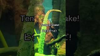 Tentacle Snake in Chicago ヒゲミズヘビとは！？