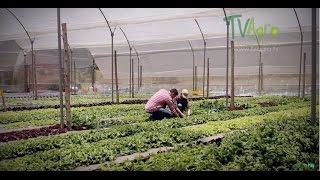 Cultivos orgánicos - TvAgro por Juan Gonzalo Angel