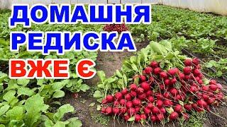 Редиска в теплиці без опалення 