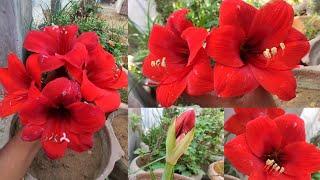 Red Lion amaryllis Lily ️