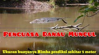 Buaya berukuran 5 meter muncul memakan umpan yang Himba pasang‼️