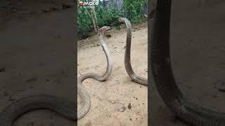 The amazing sex between king cobra