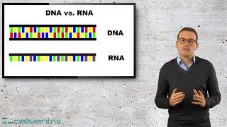 Wie ist RNA mRNA aufgebaut? - Einfach erklärt