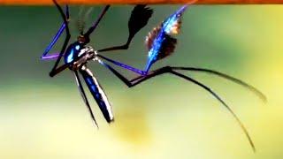 Dance Of The Worlds Most Beautiful Mosquito