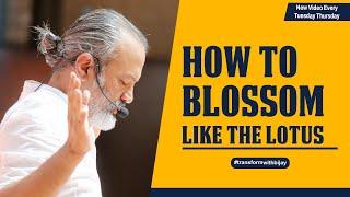 How To Blossom Like The Lotus  Bijay Anand