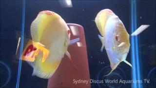 Albino Discus Fish SpawningHD- Breeding Discus