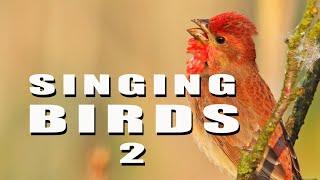 SINGING BIRDS. Part 24