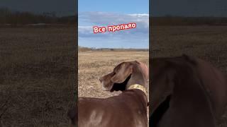 Все пропало. Гусь уходит #goosehunting