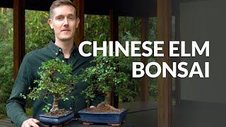 Chinese Elm Bonsai care Ulmus