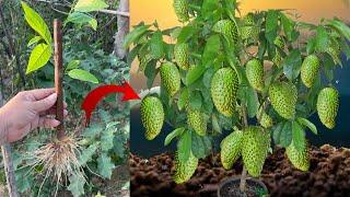 Unique Skill Sweetsop With Red onion Boost Root For Growing Faster