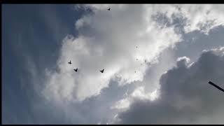 Николаевские голуби летают в праздничные дни