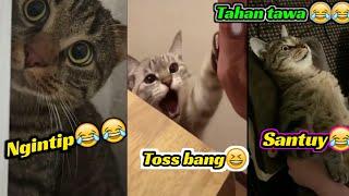 #Part3 NG4K4K..TAHAN TAWA KUMPULAN VIDEO KUCING LUCU BIKIN SAKIT PERUT