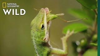 Lizard Looking For Food  Nat Geo WILD