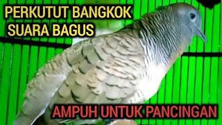 PERKUTUT BANGKOK GACOR SUARA BAGUS COCOK UNTUK PANCINGAN SEMUA PERKUTUT