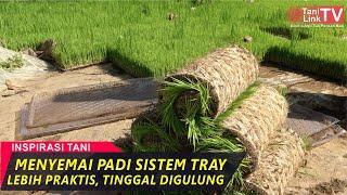 Semai Padi Dengan Sistem Tray Lebih Modern dan Bisa di Lahan Kering