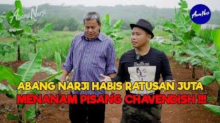 ABANG NARJI HABIS RATUSAN JUTA MENANAM PISANG CHAVENDISH  WOW.. LUASNYA 1 HEKTAR - JURAGAN LAHAN