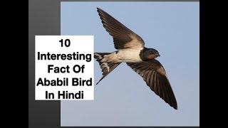 10 Interesting Fact Of Ababil Bird In Hindi