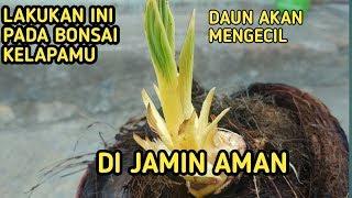 PROGRAM SAYAT MAWAR BONSAI KELAPA UNTUK HASILKAN DAUN MINI