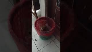 LUCU BANGET KUCING SEMBUNYI DITEMPAT SAMPAH - SHORT VIDEO