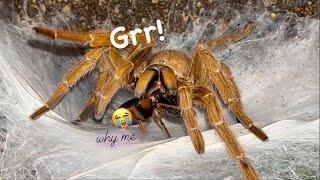 Adult TARANTULAs are HUNGRY   Feeding Video like Old Times kinda 