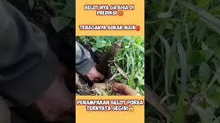 Sampe bergetar #belutbabon #belutliar #belutpurba #belutrawa #eel #eelfishing #eelvideos #kailbelut