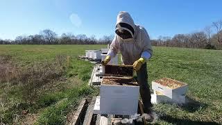 Spring Hive Work Checkerboarding & Equalizing