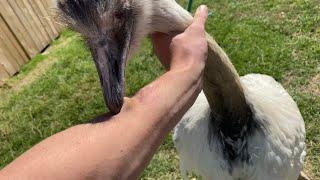 How To Survive A Rhea Attack training Kevin p1