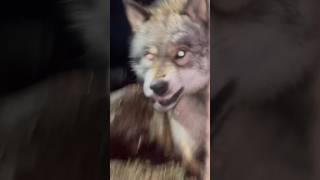Нападение ЯКУТСКОГО ВОЛКА  #greywolf #arcticwolf #wolf