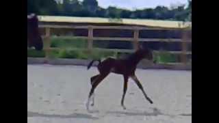 Spider the foals first steps