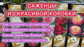 РАСТЕНИЯ В УПАКОВКЕкак сохранить до высадки - рекомендации агронома. Ассортимент агрофирмы «ПОИСК»