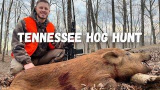 Tennessee Hog Hunting  HUGE Hog on the Ground