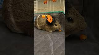 Did your furry friends get a trick or a treat for Halloween?  #cuteanimals#halloween #trickortreats