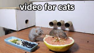 Cat Tvvideos for catsrats for cats to watch