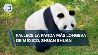 ¡Hasta pronto Murió a los 35 años Shuan Shuan la panda más longeva de México