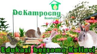 WISATA REMBANG  De Kampoeng Rembang  wisata kebun buah naga dan taman kelinci