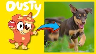 NEW Bluey Characters 2024 UPDATE Every Dog Breed Inspiration for Bluey 3 in REAL LIFE