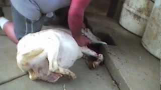 Cruel Cuts - Illegal Slaughter Exposed in Los Angeles