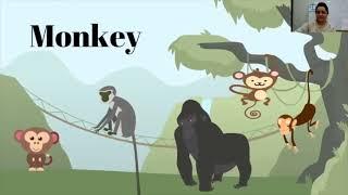 Science - Animals - Monkey