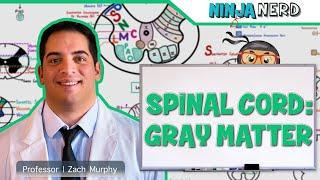 Neurology  Spinal Cord Gray Matter Structure & Function