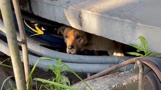 Paralyzed Dog Screaming And Cried Loudly When He Got Rescued