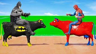 بقرة باتمان ضد بقرة سبايدر مان في مضمار سباق الابقار - Superhero Cows Spiderman vs batman Crazy Race