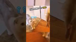 This cat was surprised after her ferret friends gone  #shorts #mademesmile #ferret
