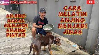 CARA MELATIH ANJING NAKAL MENJADI ANJING PENURUT DAN PINTAR