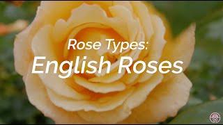 Rose Types What are English Roses?