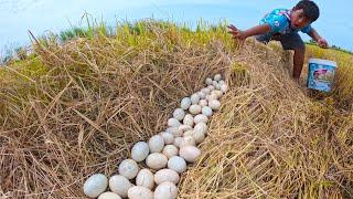 wow wow pick a lot of duck eggs on the straw at field by hand a smart farmer